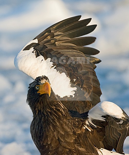 Steller-zeearend, Stellers Sea-eagle, Haliaeetus pelagicus stock-image by Agami/Marc Guyt,