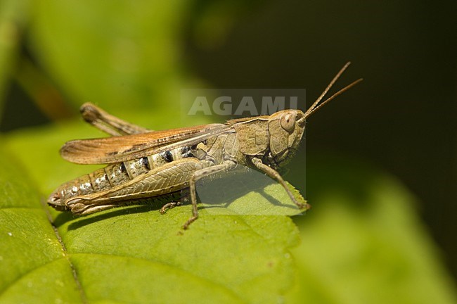 Meadow Grasshopper Netherland, Krasser Nederland stock-image by Agami/Wil Leurs,