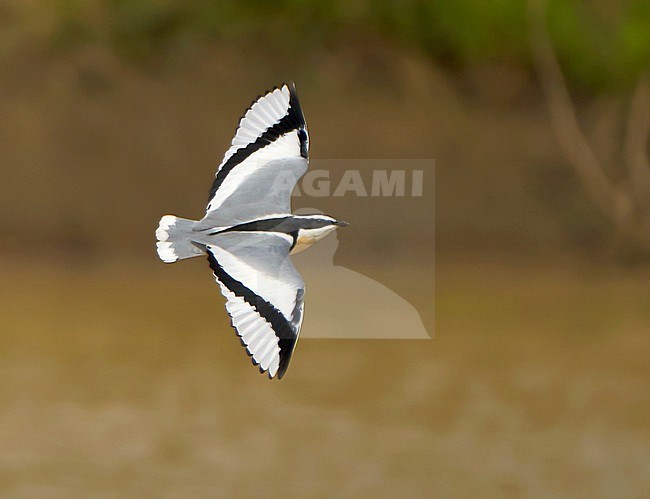 Egyptian Plover (Pluvianus aegyptius) in flight in Africa. stock-image by Agami/Dani Lopez-Velasco,