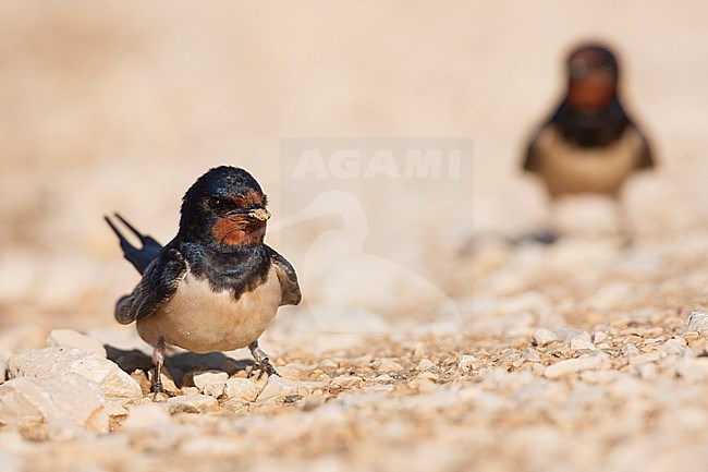 Barn Swallow - Rauchschwalbe - Hirundo rustica ssp. rustica, Croatia, adult stock-image by Agami/Ralph Martin,