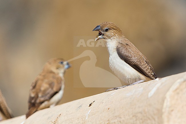 Becco d'argento africanto, Adult screaming, Wadi Darbat, Dhofar, Oman (Euodice cantans) stock-image by Agami/Saverio Gatto,