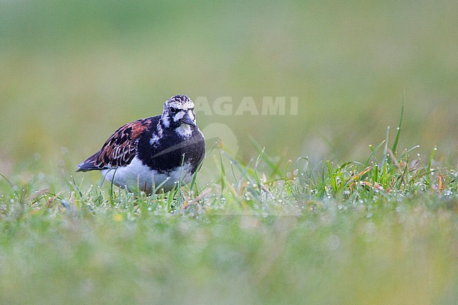 Steenloper zit in grasland; Ruddy Turnstone perched in grassland stock-image by Agami/Menno van Duijn,