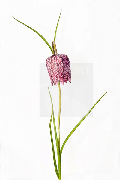 Kievitsbloem, (Fritillaria Meleagris) stock-image by Agami/Theo Douma,
