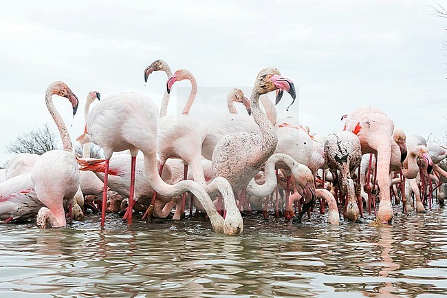 Adult Greater Flamingo’s (Phoenicopterus roseus) in the Provence, France. stock-image by Agami/Ralph Martin,