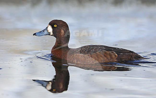 Greater Scaup (Aythya marila nearctica) female taken the 12/06/2022 at Barrow - Alaska - USA stock-image by Agami/Aurélien Audevard,