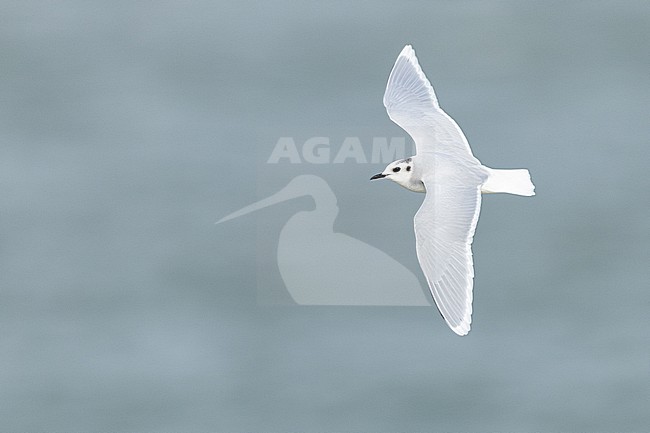  stock-image by Agami/Menno van Duijn,