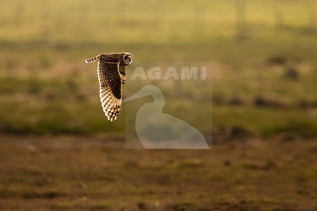 Velduil jagend; Short-eared Owl hunting stock-image by Agami/Menno van Duijn,