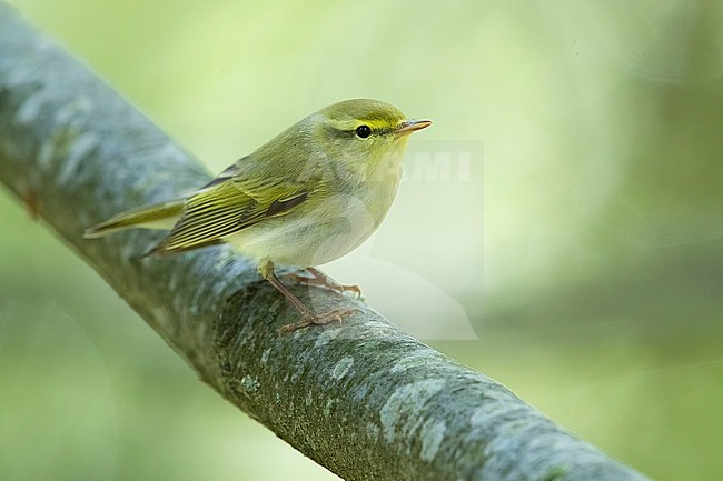 Wood Warbler, Phylloscopus sibilatrix, in woodland in Italy. stock-image by Agami/Daniele Occhiato,