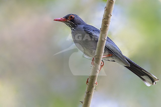 Red-legged Thrush (Turdus plumbeus) Perched on a branch in Puerto Rico stock-image by Agami/Dubi Shapiro,