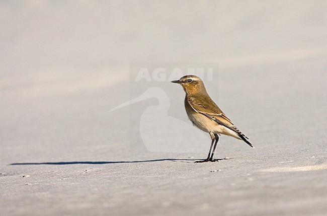 Tapuit; Northern Wheatear; Oenanthe oenanthe stock-image by Agami/Marc Guyt,