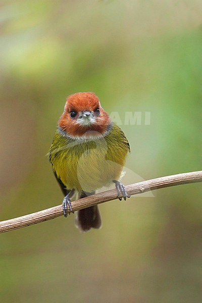 Lulu's Tody-Flycatcher (Poecilotriccus luluae) an endangered species of northern Peru (Cordillera de Colán) and adjacent Eastern Andes. stock-image by Agami/Dubi Shapiro,