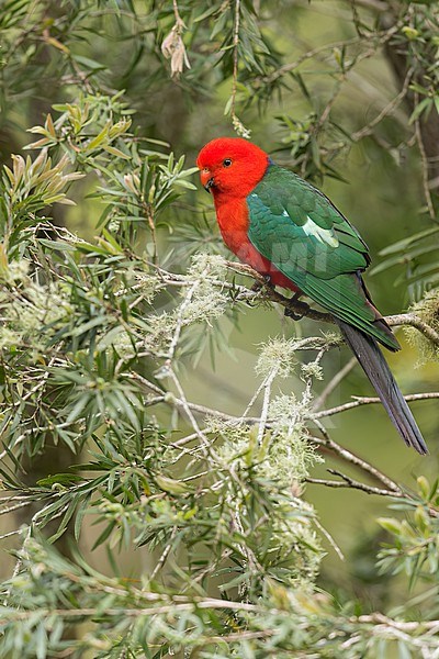 Australian King Parrot (Alisterus scapularis) perched on a branch in eastern Australia. stock-image by Agami/Glenn Bartley,