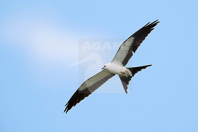 Adult Swallow-tailed Kite (Elanoides forficatus) in flight overhead at Miami-Dade County, Florida, USA. stock-image by Agami/Brian E Small,