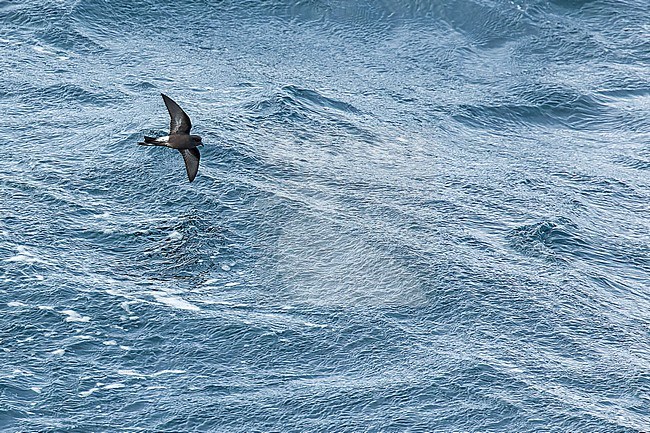 Fuegian Storm Petrel (Oceanites (oceanicus) chilensis) in southern Argentina. stock-image by Agami/Martijn Verdoes,