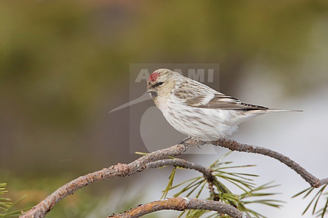 Witstuitbarmsijs op een takje; Arctic Redpoll perched on a branch stock-image by Agami/Arie Ouwerkerk,