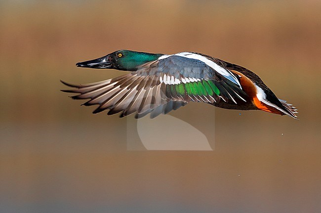 Mannetje Slobeend; Male Northern Shoveler stock-image by Agami/Daniele Occhiato,