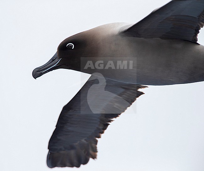 Closeup of a Light-mantled Albatross (Phoebetria palpebrata) flying over the Pacific Ocean between Aucklands islands and Antipodes islands, New Zealand stock-image by Agami/Marc Guyt,