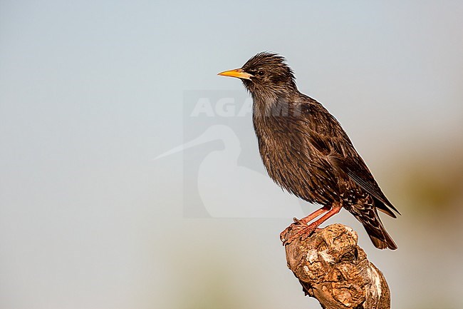 Sideview of a Spotles Starling free on a stump stock-image by Agami/Onno Wildschut,