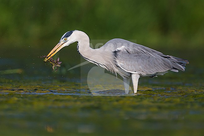 Grey Heron (Ardea cinerea), adult with a caught frog stock-image by Agami/Saverio Gatto,