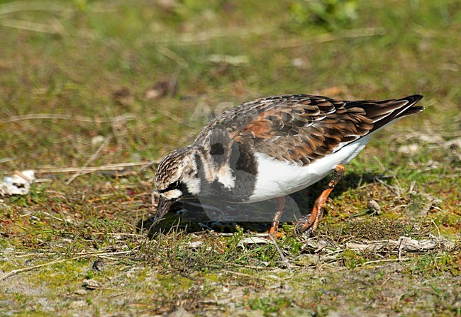 Adulte Steenloper, Ruddy Turnstone adult stock-image by Agami/Roy de Haas,