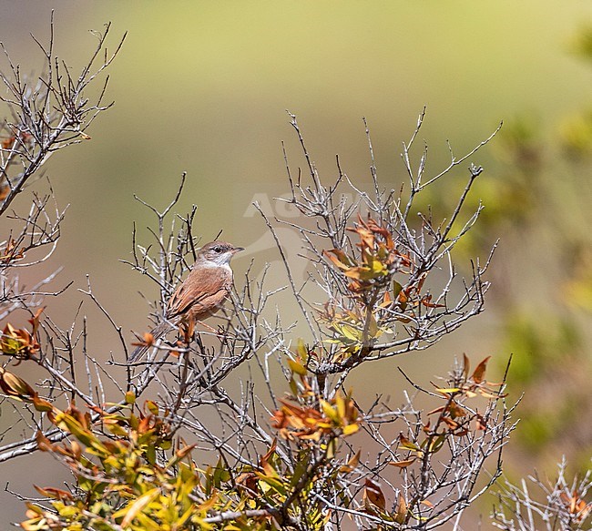 Juvenile Spectacled Warbler (Sylvia conspicillata) perched in a bush on Madeira. stock-image by Agami/Marc Guyt,