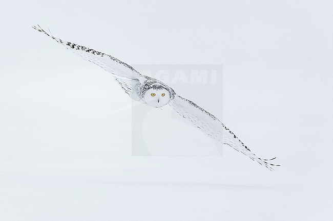 Snowy Owl (Bubo scandiacus) in snow covered landscape in Ontario Canada. stock-image by Agami/Marcel Burkhardt,