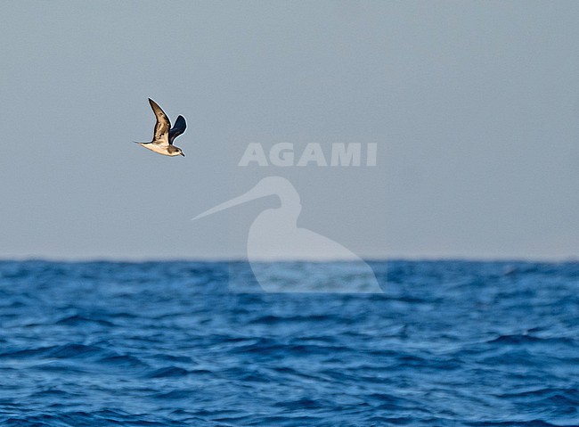 Zino's Petrel (Pterodroma madeira) at sea off Madeira, Portugal. stock-image by Agami/Pete Morris,