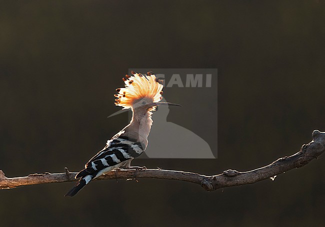 Hop, Eurasian Hoopoe stock-image by Agami/Bence Mate,