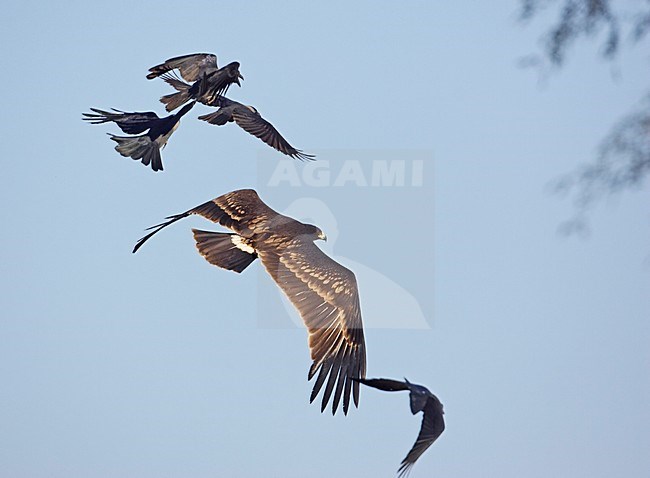 Bastaardarend in vlucht; Greater Spotted Eagle in flight stock-image by Agami/Markus Varesvuo,