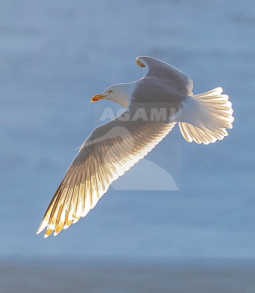 European Herring Gull (Larus argentatus) in Katwijk, Netherlands. Photographed with backlight. stock-image by Agami/Marc Guyt,