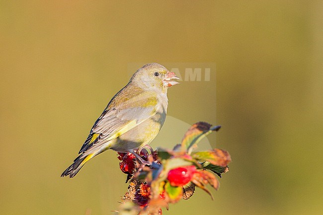 Female European Greenfinch in the fall foraging on one Japanese Rose stock-image by Agami/Menno van Duijn,