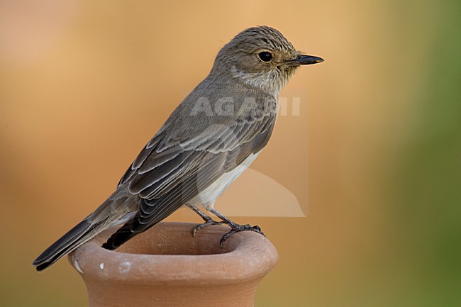 Volwassen Grauwe Vliegenvanger op uitkijk; Adult Spotted Flycatcher on look out stock-image by Agami/Daniele Occhiato,