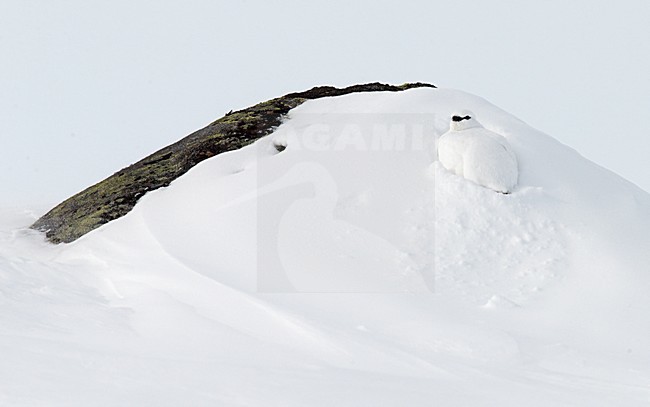 Alpensneeuwhoen in de sneeuw, Rock Ptarmigan in the snow stock-image by Agami/Markus Varesvuo,