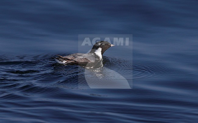 Zwemmende zomerkleed Zilveralk; Swimming adult summer Ancient Murrelet stock-image by Agami/Mike Danzenbaker,