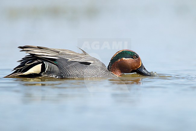 foeragerend mannetje Wintertaling, foraging male Common Teal stock-image by Agami/Roy de Haas,