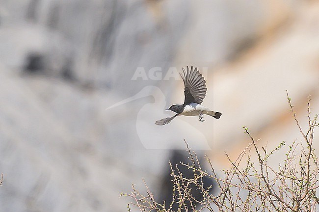 Hume's Wheatear (Oenanthe albonigra) flying, in Oman. stock-image by Agami/Sylvain Reyt,