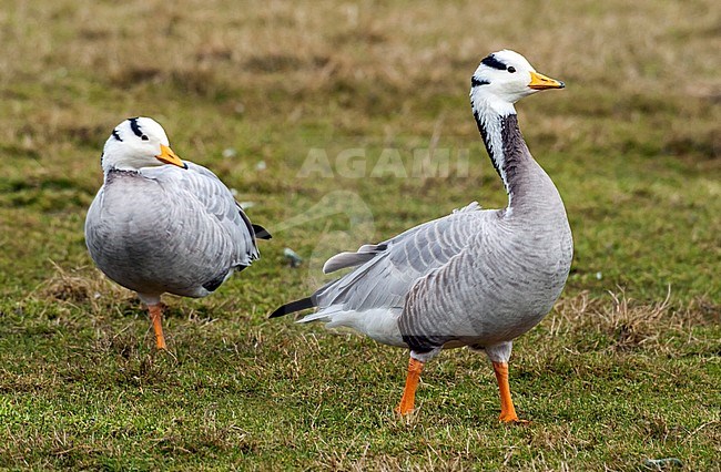 Bar-headed Goose walked on the grass. stock-image by Agami/Vincent Legrand,
