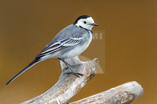 White Wagtail (Motacilla alba) perched on a branch in Italy. stock-image by Agami/Daniele Occhiato,