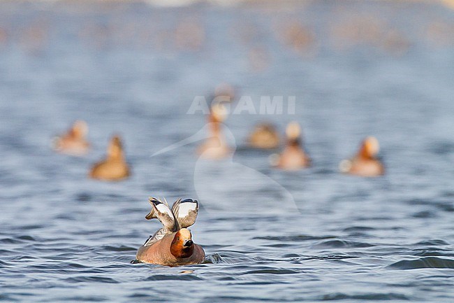 Smient, Eurasian Wigeon, Anas penelope wintering birds on lake during frost period. Adult male streching wings. stock-image by Agami/Menno van Duijn,