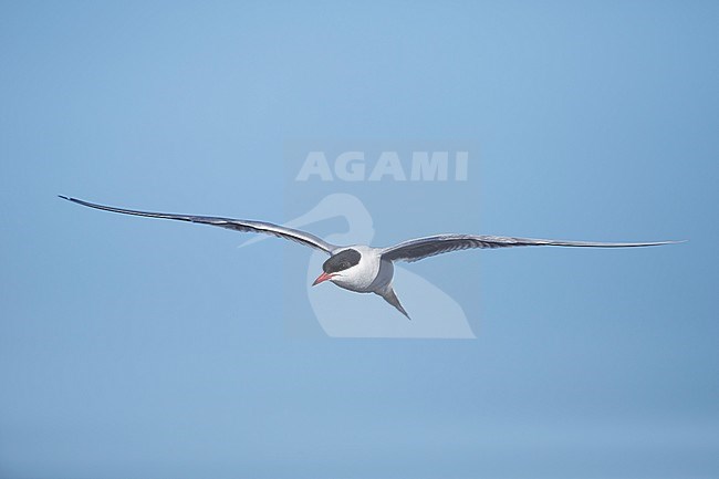 Adult breeding Arctic Tern (Sterna paradisaea) flying over the tundra of Churchill, Manitoba, Canada. With blue sky as a background. stock-image by Agami/Brian E Small,