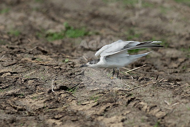 Third calender year (second summer) Gull-billed Tern (Gelochelidon nilotica). Banded individual seen from the side, standing on an Dutch agricultural field. Stretching its wings stock-image by Agami/Fred Visscher,