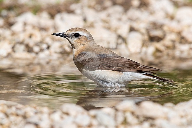 Northern Wheatear (Oenanthe oenanthe), adult female taking a bath, Abruzzo, Italy stock-image by Agami/Saverio Gatto,
