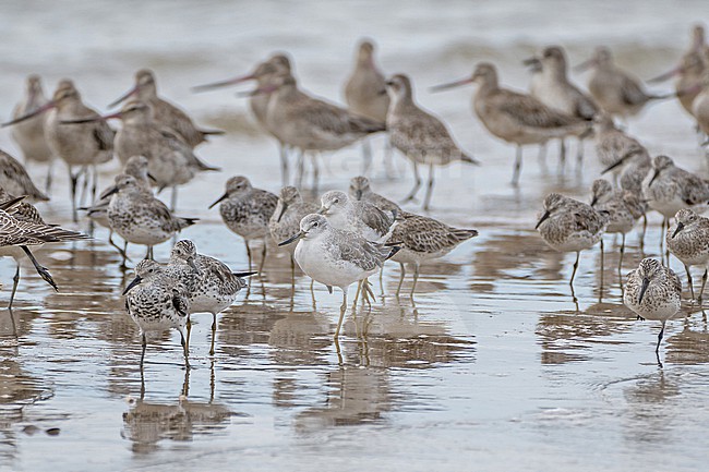Nordmann's Greenshank (Tringa guttifer) with Great Knots (Calidris tenuirostris) at Laem Pak Bia, Thailand. stock-image by Agami/Pete Morris,