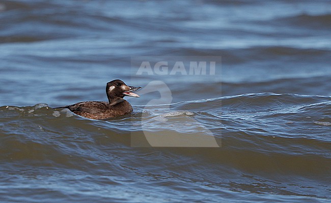 American White-winged Scoter, Melanitta deglandi, 1stW female swimming at Reed's Beach, New Jersey, USA stock-image by Agami/Helge Sorensen,