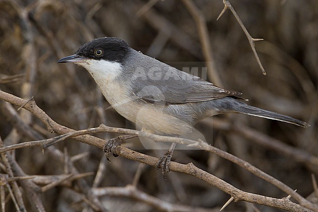 Eastern Orphean Warbler (Sylvia crassirostris), side view of an adult perched in a bush in Oman stock-image by Agami/Saverio Gatto,