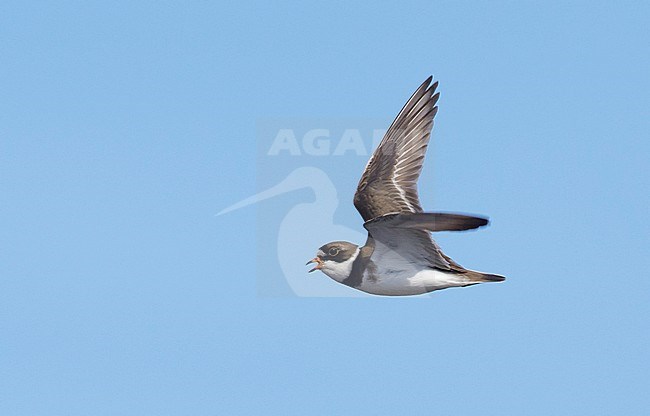 Adult Semipalmated Plover (Charadrius semipalmatus) in breeding plumage flying over Seward Peninsula, Alaska, USA. stock-image by Agami/Brian E Small,