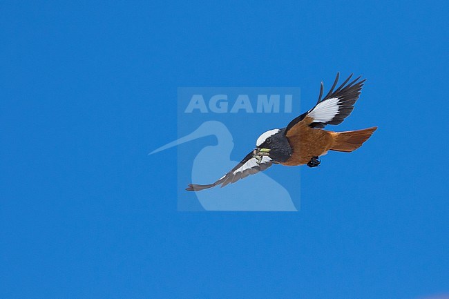 Güldenstädt's Redstart - Riesenrotschwanz - Phoenicurus erythrogastrus ssp. grandis, Kyrgyzstan, adult male stock-image by Agami/Ralph Martin,