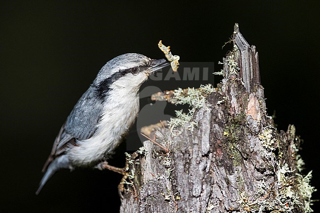 Asian Nuthatch Sitta (europaea ssp. asiatica), Russia (Baikal), adult perched in a tree with food stock-image by Agami/Ralph Martin,