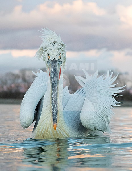 Dalmatian Pelican (Pelecanus crispus) at Lake Kerkini, Greece stock-image by Agami/Marc Guyt,