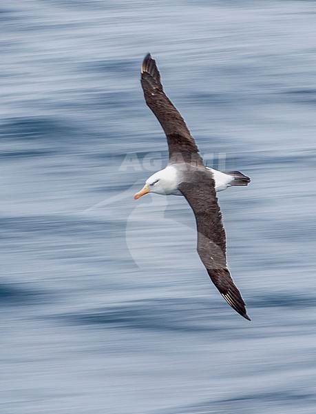 Campbell Albatross (Thalassarche impavida), also known as Campbell Mollymawk, in flight above the southern Pacific ocean of New Zealand. stock-image by Agami/Marc Guyt,
